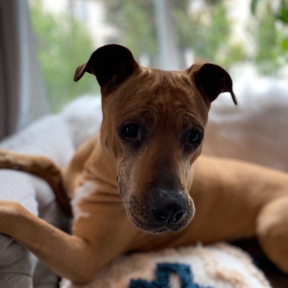 Meet your Posher, Posh - Picture 2 of 3